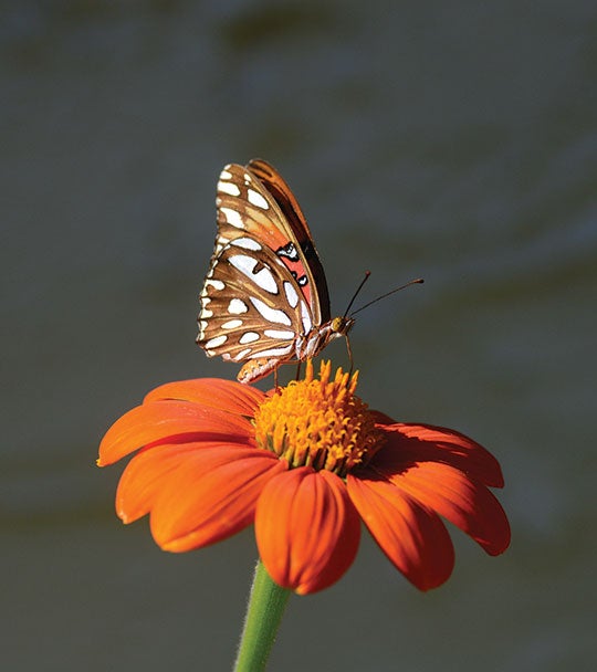 gulf-fritillary-on-tithonia